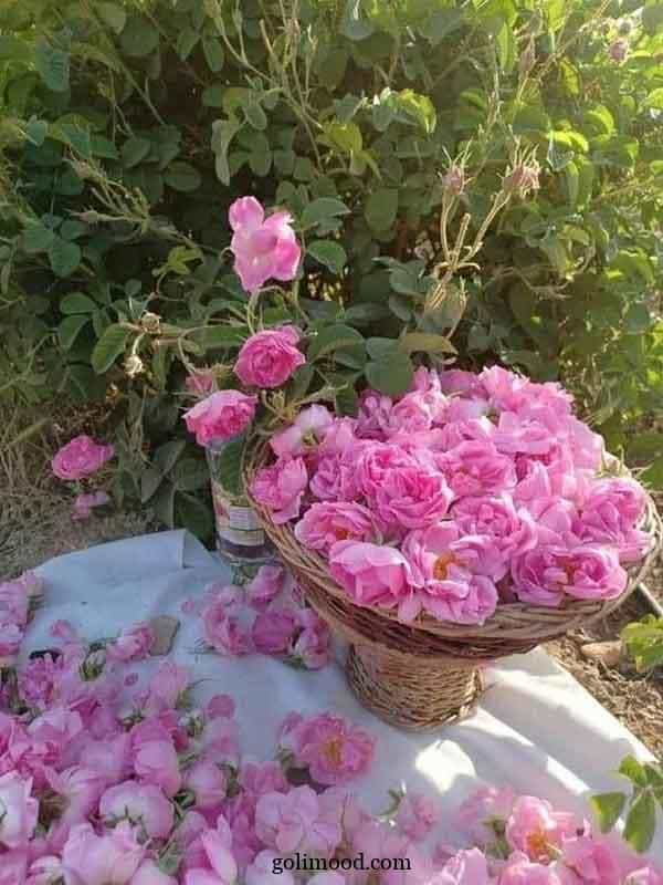 غنچه گل محمدی آرامبخش گیاهی خوشبو